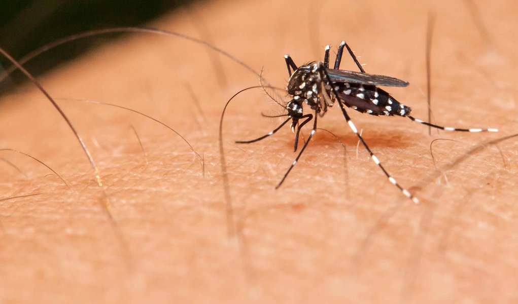 Mosquito sucking blood on a human hand (Foto: Charles Nisz) Mosquito sucking blood on a human hand
