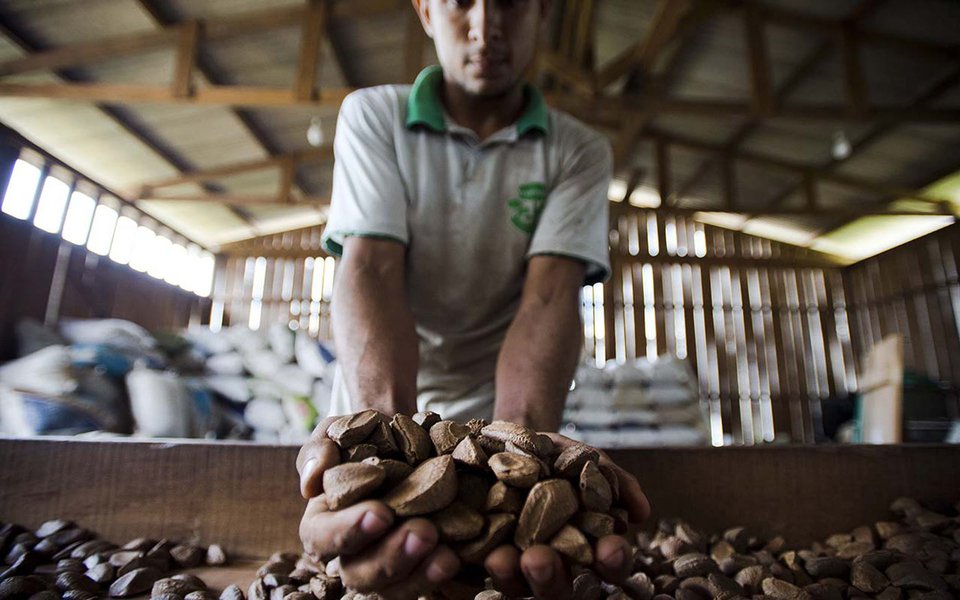 Juruena, MT, Brasil: Seleção das castanhas colhidas na reserva legal comunitária do assentamento é feita na fábrica de beneficiamento da Cooperativa do Vale do Amanhecer. Marcelo Camargo/Agência Brasil) (Foto: Paulo Emílio) Juruena, MT, Brasil: Seleção das castanhas colhidas na reserva legal comunitária do assentamento é feita na fábrica de beneficiamento da Cooperativa do Vale do Amanhecer. Marcelo Camargo/Agência Brasil)