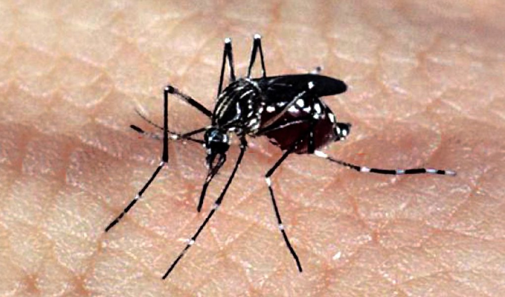 Mosquito Aedes aegypti, responsável pela transmissão dos vírus da dengue, febre chikungunya e Zika (Foto: Charles Nisz) Mosquito Aedes aegypti, responsável pela transmissão dos vírus da dengue, febre chikungunya e Zika