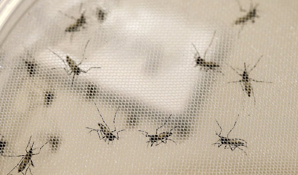reg. 004-15 ICB IV Cientistas do Instituto Pasteur de Dakar, Senegal estão no Brasil para ajudar pesquisadores brasileiros a combater Zika Vírus. Mosquitos Aedes aegypti no laboratório de Espectrometria de Massa. 08/01/2016 Foto Marcos Santos (Foto: Voney Malta) reg. 004-15 ICB IV Cientistas do Instituto Pasteur de Dakar, Senegal estão no Brasil para ajudar pesquisadores brasileiros a combater Zika Vírus. Mosquitos Aedes aegypti no laboratório de Espectrometria de Massa. 08/01/2016 Foto Marcos Santos