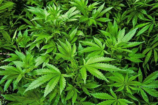 A Cannabis sativa, planta da qual se extrai a maconha. A Cannabis sativa, planta da qual se extrai a maconha.