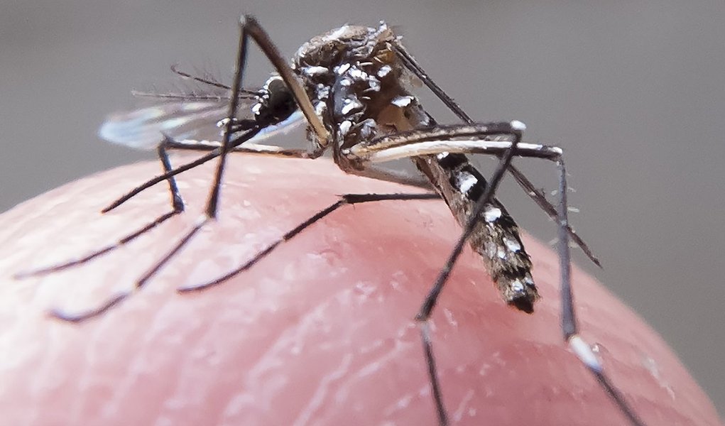 aedes dengue zika (Foto: Gisele Federicce) aedes dengue zika