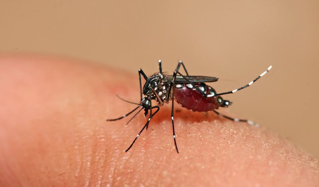 dengue (Foto: José Barbacena) dengue