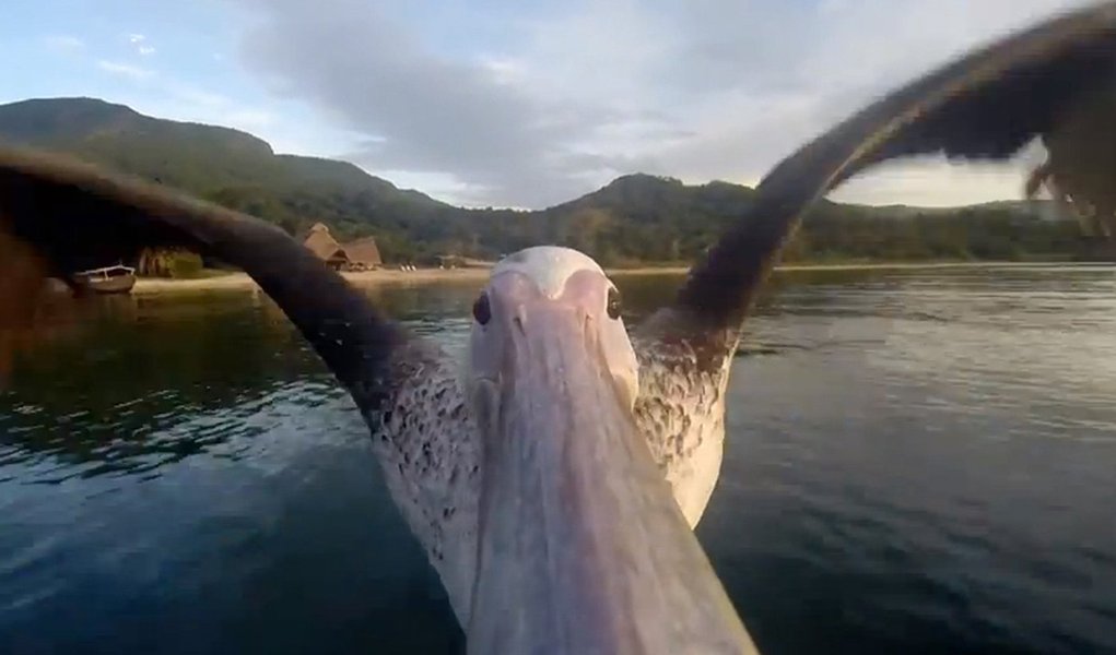 A peli-cam captures the flight of a bird on Tanzania's Lake Tanganyika (Foto: Gisele Federicce) A peli-cam captures the flight of a bird on Tanzania's Lake Tanganyika