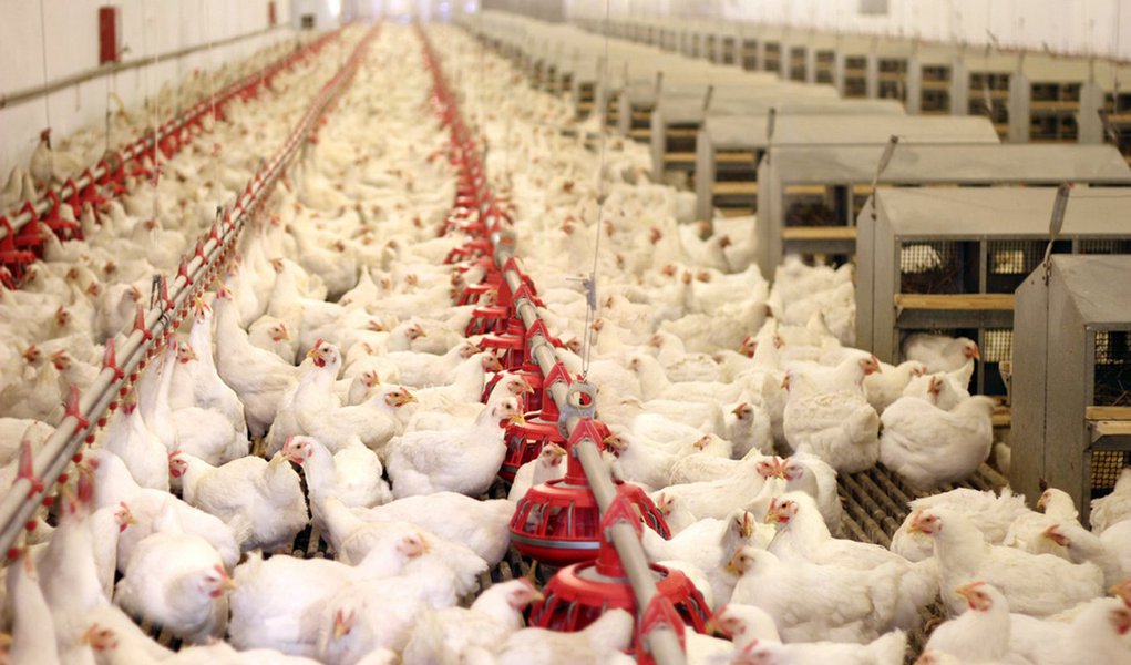 Carne de frango sobe 40% em três meses (Foto: Branislavpudar/Shutterstock) Carne de frango sobe 40% em três meses