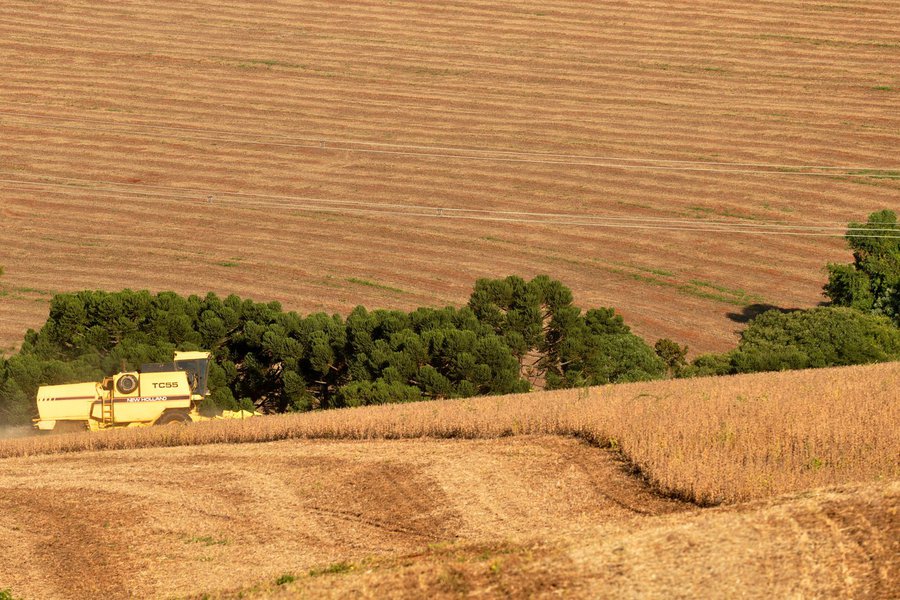 A produção de trigo no Paraná poderá atingir 3,5 milhões de toneladas neste ano, aproximadamente o dobro da colheita anterior, que chegou a 1,8 milhão de toneladas. Foto Chuniti Kawamura/ANPr (arquivo) (Foto: Gisele Federicce) A produção de trigo no Paraná poderá atingir 3,5 milhões de toneladas neste ano, aproximadamente o dobro da colheita anterior, que chegou a 1,8 milhão de toneladas. Foto Chuniti Kawamura/ANPr (arquivo)