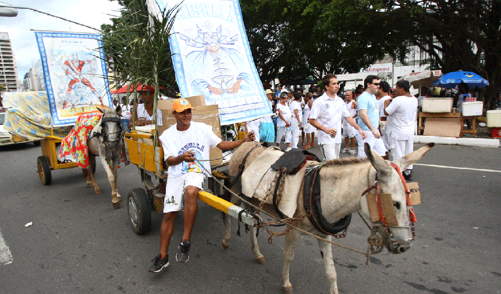 Justiça libera jegues na Lavagem do Bonfim (Foto: Divulgação) Justiça libera jegues na Lavagem do Bonfim