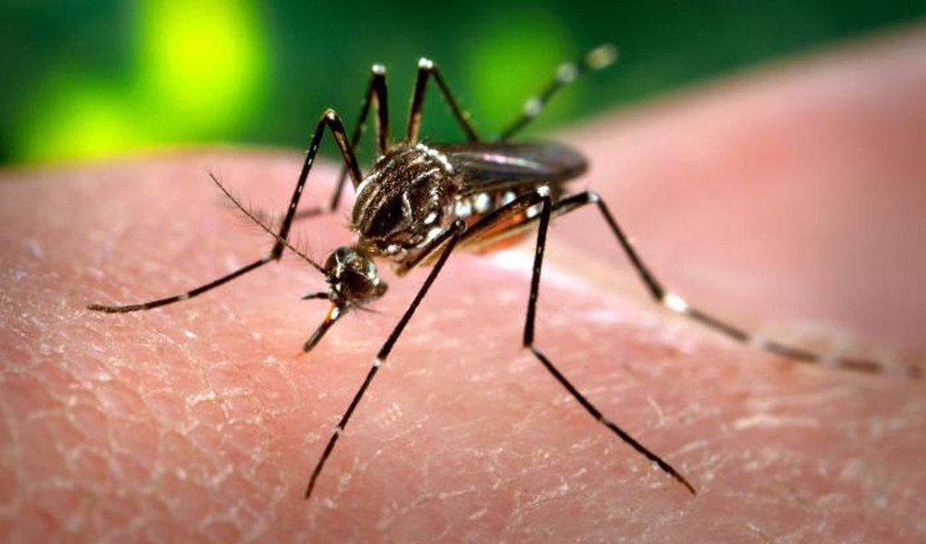 Butantan aguarda autorização para testes em humanos da vacina contra dengue (Foto: Divulgação) Butantan aguarda autorização para testes em humanos da vacina contra dengue