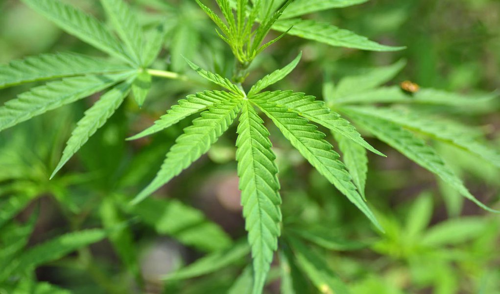 Simpatizantes da legalização da maconha levantam US$ 3 milhões nos EUA (Foto: Shutterstock) Simpatizantes da legalização da maconha levantam US$ 3 milhões nos EUA