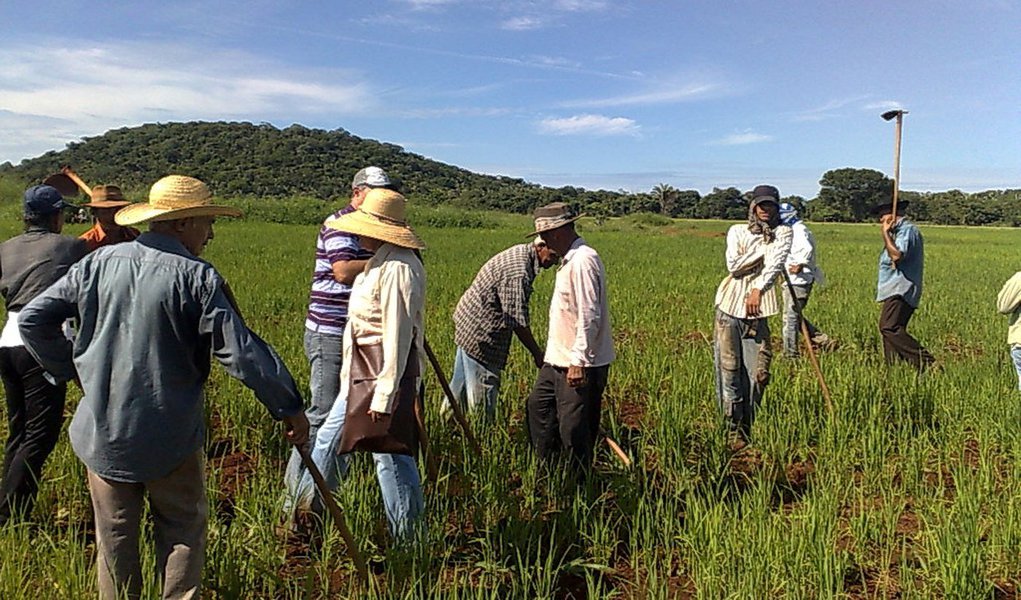 Renda agrícola deve crescer 11% em 2012 (Foto: Divulgação) Renda agrícola deve crescer 11% em 2012