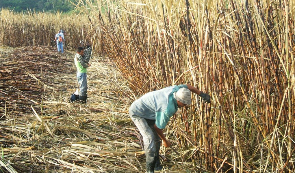 Seca reduz safra e postos de trabalho nos canaviais (Foto: Divulgação) Seca reduz safra e postos de trabalho nos canaviais