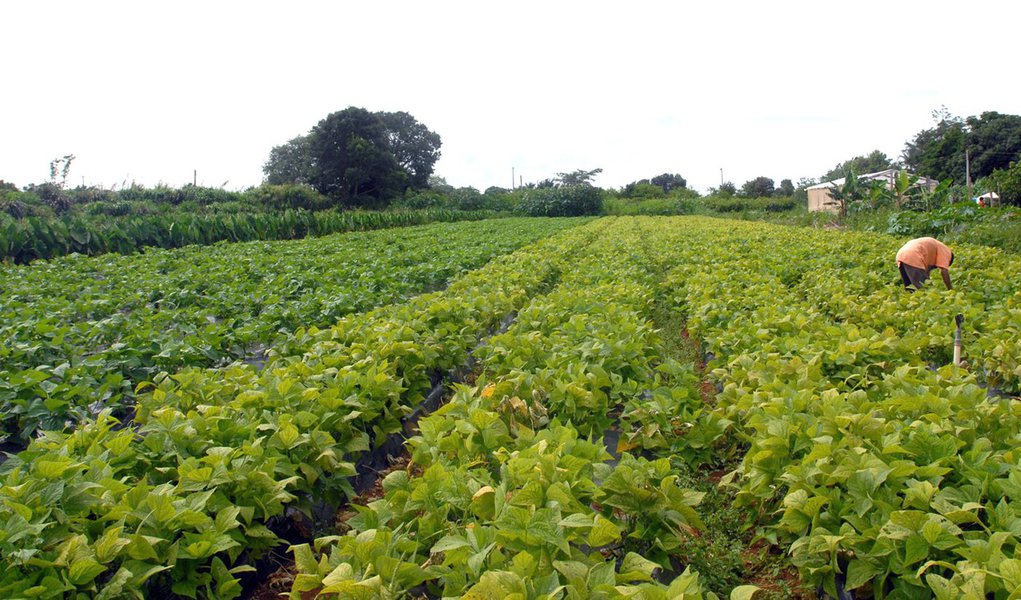 Feira promove a agricultura no Nordeste (Foto: Elza Fiúza/ABr) Feira promove a agricultura no Nordeste