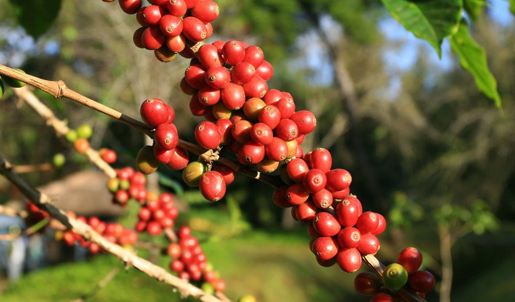 Governo aprova recursos de até R$ 2 bilhões para o café (Foto: Shutterstock) Governo aprova recursos de até R$ 2 bilhões para o café