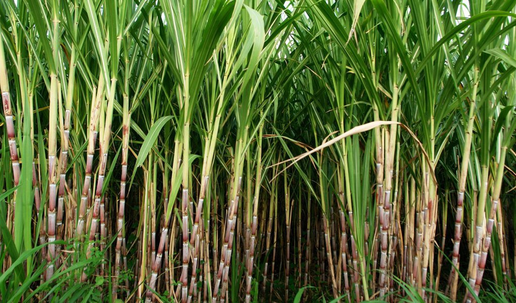 Governo lança plano para a expansão da oferta de cana (Foto: Shutterstock) Governo lança plano para a expansão da oferta de cana