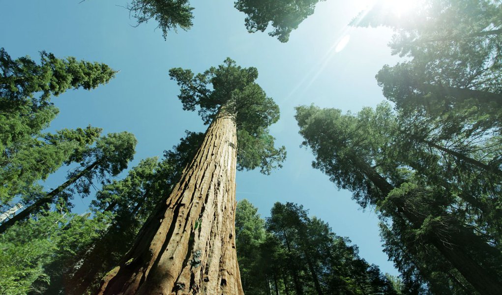 Rainhas da floresta: árvores gigantes podem desaparecer (Foto: Shutterstock) Rainhas da floresta: árvores gigantes podem desaparecer