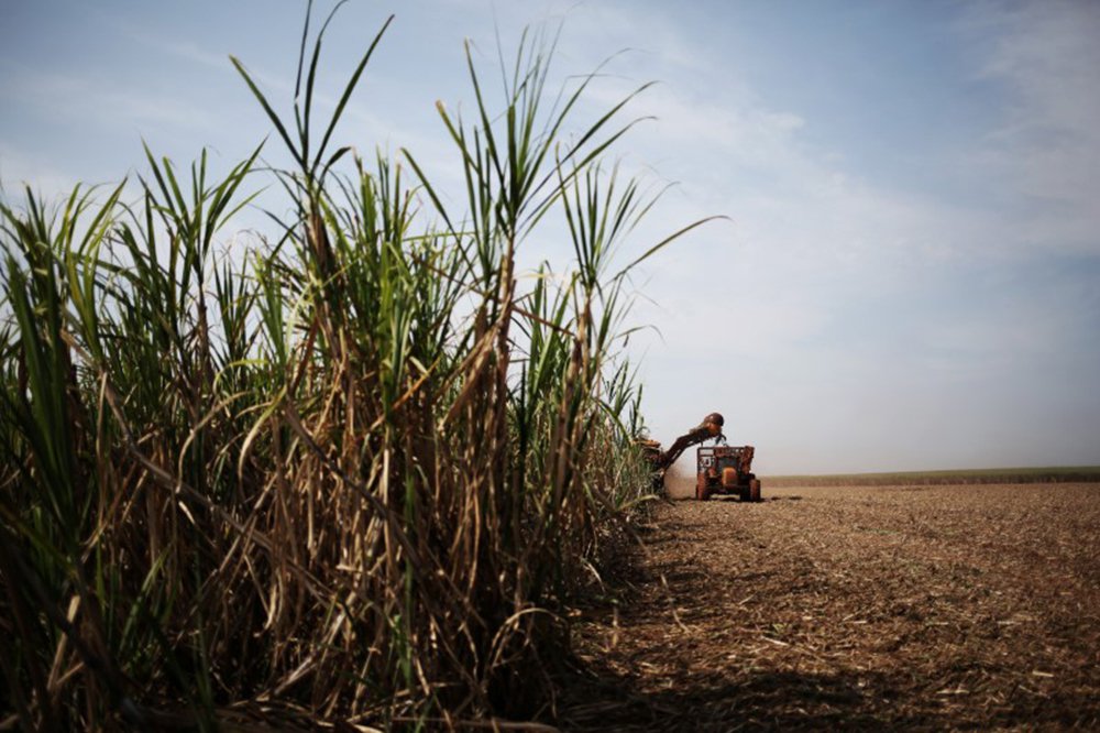 Máquina faz colheita de cana em plantação em Ribeirão Preto, no Estado de São Paulo 15/09/2016 REUTERS/Nacho Doce (Foto: Paulo Emílio) Máquina faz colheita de cana em plantação em Ribeirão Preto, no Estado de São Paulo 15/09/2016 REUTERS/Nacho Doce