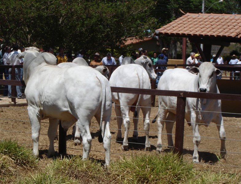 A Associação Brasileira das Indústrias da Alimentação (ABIA) informou que o setor de laticínios, por exemplo, deixou de coletar 51 milhões de litros de leite por dia nas fazendas, e o produto vem sendo descartado; o setor estima um impacto de R$ 180 milhões por dia no segmento; a associação também projeta uma perda acumulada de R$ 1 bilhão na área de proteína animal (Foto: Leonardo Lucena) A Associação Brasileira das Indústrias da Alimentação (ABIA) informou que o setor de laticínios, por exemplo, deixou de coletar 51 milhões de litros de leite por dia nas fazendas, e o produto vem sendo descartado; o setor estima um impacto de R$ 180 milhões por dia no segmento; a associação também projeta uma perda acumulada de R$ 1 bilhão na área de proteína animal