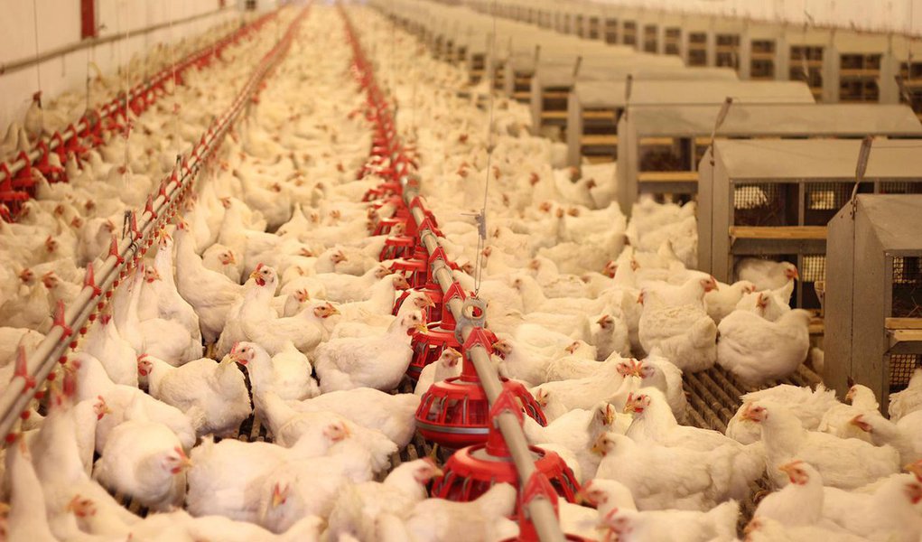 Pernambuco, maior produtor de aves de corte e de ovos do Nordeste, perdeu, em apenas uma semana de paralisação dos caminhoneiros, cerca de 25% da produção mensal de frangos abatidos e cerca de 70 milhões de ovos; na região do Vale do São Francisco, maior produtor nacional de mangas e de uvas de mesa, a perda da produção pode chegar a 80% caso a greve persista ao longo da semana (Foto: Paulo Emílio) Pernambuco, maior produtor de aves de corte e de ovos do Nordeste, perdeu, em apenas uma semana de paralisação dos caminhoneiros, cerca de 25% da produção mensal de frangos abatidos e cerca de 70 milhões de ovos; na região do Vale do São Francisco, maior produtor nacional de mangas e de uvas de mesa, a perda da produção pode chegar a 80% caso a greve persista ao longo da semana