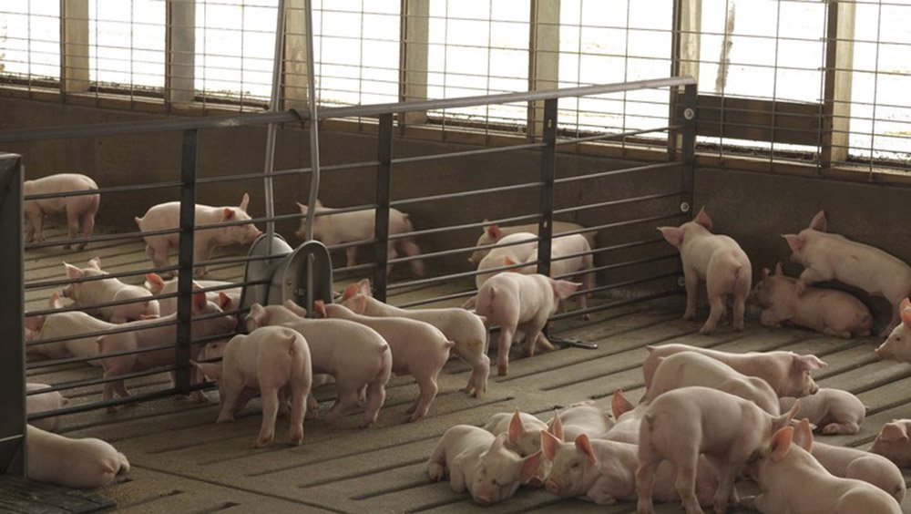 A Associação Brasileira de Proteína Animal (ABPA) alerta que, por causa da greve dos caminhoneiros, a cadeia produtiva da avicultura e da suinocultura do país iniciou esta quinta-feira com 120 plantas frigoríficas paradas – produtoras de carne de frango, perus, suínos e outros; mais de 175 mil trabalhadores estão com atividades suspensas no País; "Há casos de animais com mais de 50 horas sem alimentação" (Foto: Leonardo Lucena) A Associação Brasileira de Proteína Animal (ABPA) alerta que, por causa da greve dos caminhoneiros, a cadeia produtiva da avicultura e da suinocultura do país iniciou esta quinta-feira com 120 plantas frigoríficas paradas – produtoras de carne de frango, perus, suínos e outros; mais de 175 mil trabalhadores estão com atividades suspensas no País; "Há casos de animais com mais de 50 horas sem alimentação"