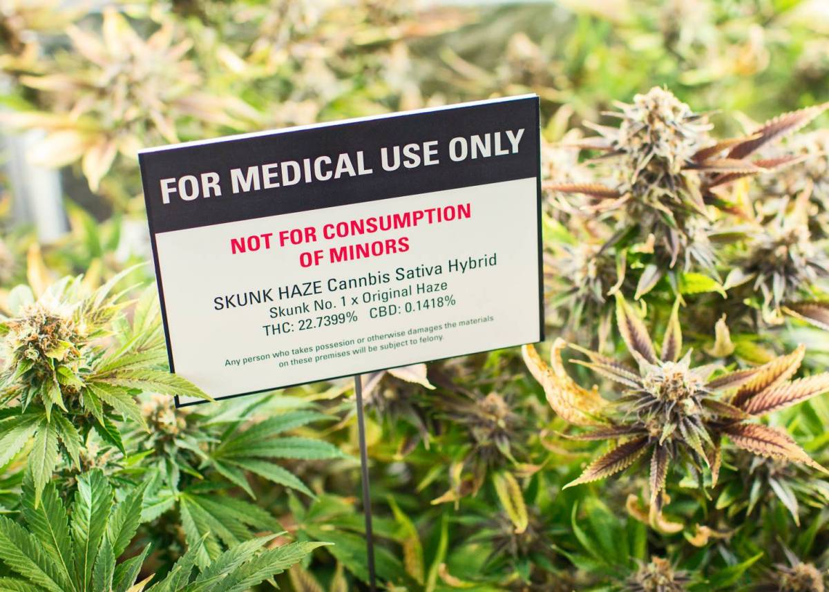O mercado canadense de maconha, que será totalmente regularizado em breve, realizou sua maior transação de sua história com a aquisição da MedReleaf pela Aurora Cannabis, que atuam no uso da cannabis com fins medicinais; transação foi da ordem de US$ 2,5 bilhões; atualmente o uso medicinal da maconha já foi regulamentado em 21 países e a discussão sobre a liberação para fins recreativos é crescente; Canadá deverá liberar o consumo recreativo da erva em julho (Foto: Paulo Emílio) O mercado canadense de maconha, que será totalmente regularizado em breve, realizou sua maior transação de sua história com a aquisição da MedReleaf pela Aurora Cannabis, que atuam no uso da cannabis com fins medicinais; transação foi da ordem de US$ 2,5 bilhões; atualmente o uso medicinal da maconha já foi regulamentado em 21 países e a discussão sobre a liberação para fins recreativos é crescente; Canadá deverá liberar o consumo recreativo da erva em julho