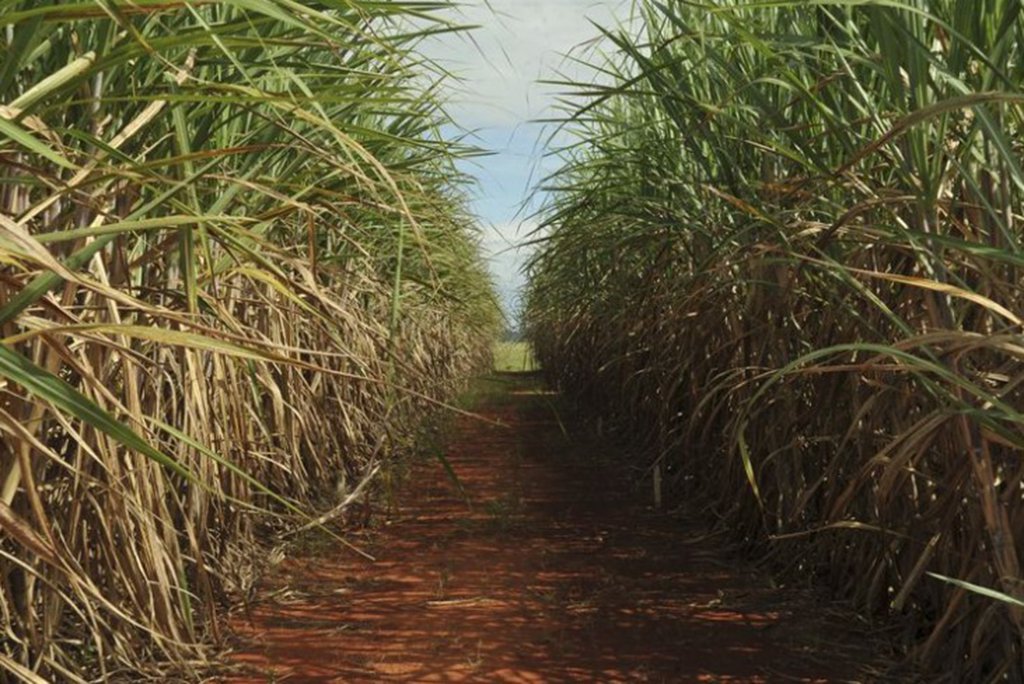 A produção de cana-de-açúcar no Brasil registrou, na safra 2017/2018, queda de 3,6% na comparação com a safra anterior; foram produzidos 633,26 milhões de toneladas, ante 657,18 milhões obtidos no ano anterior; os números do encerramento da safra 2017/2018 foram divulgados pela Companhia Nacional de Abastecimento (Conab) (Foto: Leonardo Lucena) A produção de cana-de-açúcar no Brasil registrou, na safra 2017/2018, queda de 3,6% na comparação com a safra anterior; foram produzidos 633,26 milhões de toneladas, ante 657,18 milhões obtidos no ano anterior; os números do encerramento da safra 2017/2018 foram divulgados pela Companhia Nacional de Abastecimento (Conab)