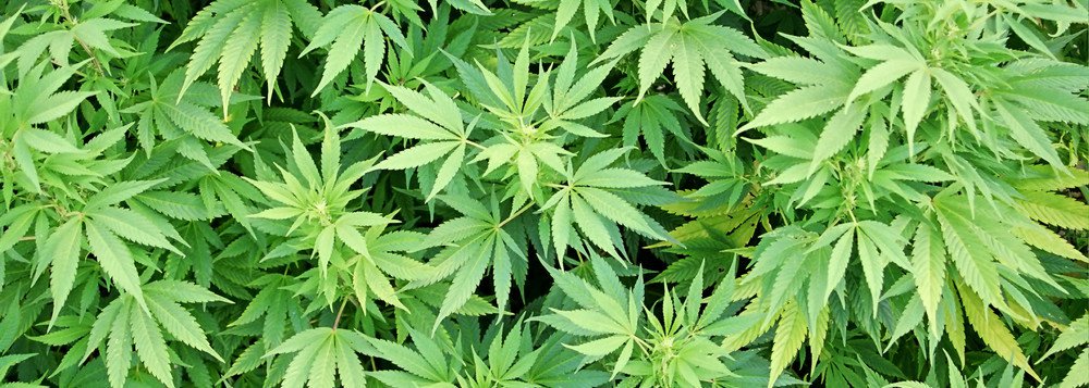A Reportagem do jornal The Guardian informa que a cadeia de supermercados alemã Lidl passará a vender aos consumidores, nos supermercados suíços, canábis cultivada localmente, como alternativa ao tabaco de enrolar; de acordo com a rede, os produtos têm propriedades anti-inflamatórias e são indicados para relaxamento (Foto: Leonardo Lucena) A Reportagem do jornal The Guardian informa que a cadeia de supermercados alemã Lidl passará a vender aos consumidores, nos supermercados suíços, canábis cultivada localmente, como alternativa ao tabaco de enrolar; de acordo com a rede, os produtos têm propriedades anti-inflamatórias e são indicados para relaxamento