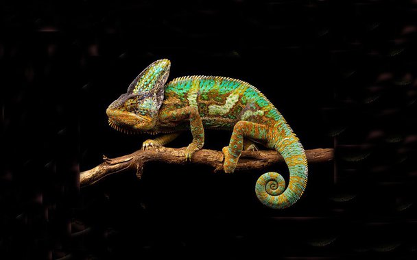 Um réptil que não passa despercebido acaba de ser encontrado em uma remota floresta de Madagascar. Trata-se do Calumma uetzi, um raro camaleão capaz de se vestir com uma profusão de cores quando quer conquistar uma fêmea. Mas o camaleão arco-íris, como foi apelidado, não é o único dotado desse dom psicodélico: uma pele que é um caleidoscópio de cores. (Foto: Luis Pellegrini) Um réptil que não passa despercebido acaba de ser encontrado em uma remota floresta de Madagascar. Trata-se do Calumma uetzi, um raro camaleão capaz de se vestir com uma profusão de cores quando quer conquistar uma fêmea. Mas o camaleão arco-íris, como foi apelidado, não é o único dotado desse dom psicodélico: uma pele que é um caleidoscópio de cores.