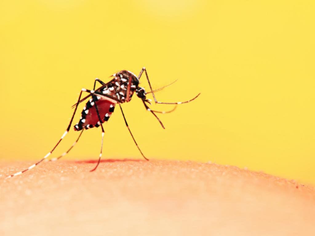 A Prefeitura de Nova Lima informou que outros três casos suspeitos de febre amarela foram registrados no município; até o momento, a cidade tem seis mortes, dois casos confirmados e oito em investigação para a doença (Foto: Leonardo Lucena) A Prefeitura de Nova Lima informou que outros três casos suspeitos de febre amarela foram registrados no município; até o momento, a cidade tem seis mortes, dois casos confirmados e oito em investigação para a doença