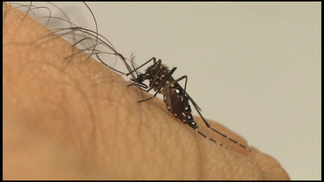 Na oitava semana epidemiológica de 2018, o Piauí aponta uma redução de 26,2% nos casos de chikungunya em relação ao mesmo período de 2017; esse ano, foram 76 notificações em 11 municípios; em 2017, foram 107 notificações em dez municípios; também houve redução de 43,6% nos casos de dengue, com 204 casos notificados em 23 municípios em 2018; os dados foram apresentados pela Sala Estadual de Coordenação e Controle das Ações de Enfrentamento à Microcefalia, da Sesapi (Foto: Leonardo Lucena) Na oitava semana epidemiológica de 2018, o Piauí aponta uma redução de 26,2% nos casos de chikungunya em relação ao mesmo período de 2017; esse ano, foram 76 notificações em 11 municípios; em 2017, foram 107 notificações em dez municípios; também houve redução de 43,6% nos casos de dengue, com 204 casos notificados em 23 municípios em 2018; os dados foram apresentados pela Sala Estadual de Coordenação e Controle das Ações de Enfrentamento à Microcefalia, da Sesapi