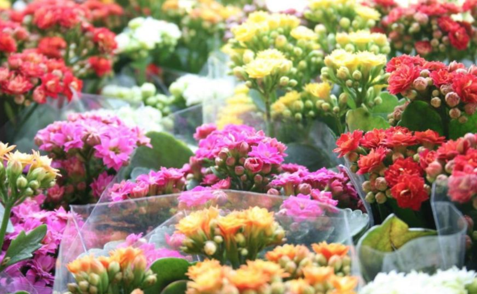 Foram iniciadas as obras de construção do Mercado das Flores e Plantas Ornamentais, que contará com 1.455 metros quadrados (m²) de área total na Praça Joaquim Távora, na Avenida Pontes Vieira. Para abrigar os comerciantes, o local contará com 39 lojas de 18 m² cada um. A previsão é que seja entregue em agosto deste ano (Foto: Rodrigo Rocha) Foram iniciadas as obras de construção do Mercado das Flores e Plantas Ornamentais, que contará com 1.455 metros quadrados (m²) de área total na Praça Joaquim Távora, na Avenida Pontes Vieira. Para abrigar os comerciantes, o local contará com 39 lojas de 18 m² cada um. A previsão é que seja entregue em agosto deste ano