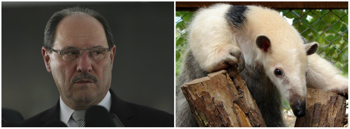 O Diário Oficial do Estado do Rio Grande do Sul publicou decreto do governador do José Ivo Sartori (PMDB) alterando um decreto que declara as espécies da fauna silvestre ameaçadas de extinção no RS; a revisão da lista, que era feita pela Fundação Zoobotânica, passará para um grupo de trabalho que será criado na Secretaria do Ambiente e Desenvolvimento Sustentável, com a “participação de representantes de universidades e de instituições de pesquisa em biodiversidade”; essa revisão, feita de quatro em quatro anos, passará a ocorrer de dois em dois anos; as regras para a elaboração da lista serão definidas pelo Conselho Estadual do Meio Ambiente (Consema) (Foto: Leonardo Lucena) O Diário Oficial do Estado do Rio Grande do Sul publicou decreto do governador do José Ivo Sartori (PMDB) alterando um decreto que declara as espécies da fauna silvestre ameaçadas de extinção no RS; a revisão da lista, que era feita pela Fundação Zoobotânica, passará para um grupo de trabalho que será criado na Secretaria do Ambiente e Desenvolvimento Sustentável, com a “participação de representantes de universidades e de instituições de pesquisa em biodiversidade”; essa revisão, feita de quatro em quatro anos, passará a ocorrer de dois em dois anos; as regras para a elaboração da lista serão definidas pelo Conselho Estadual do Meio Ambiente (Consema)