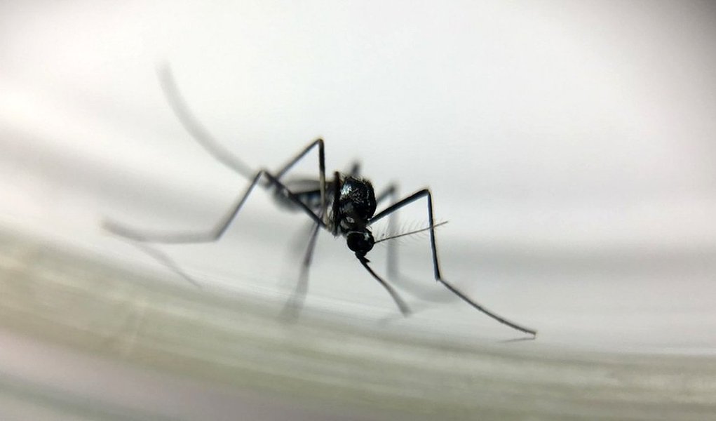 Em boletim publicado nesta quarta-feira (17), a Secretaria de Estado da saúde confirma 15 mortes por febre amarela em Minas Gerais; ao todo, são 22 infecções pela doença, incluindo casos que evoluíram para a cura - Nova Lima, na grande BH, registra cinco casos de óbito (Foto: Charles Nisz) Em boletim publicado nesta quarta-feira (17), a Secretaria de Estado da saúde confirma 15 mortes por febre amarela em Minas Gerais; ao todo, são 22 infecções pela doença, incluindo casos que evoluíram para a cura - Nova Lima, na grande BH, registra cinco casos de óbito
