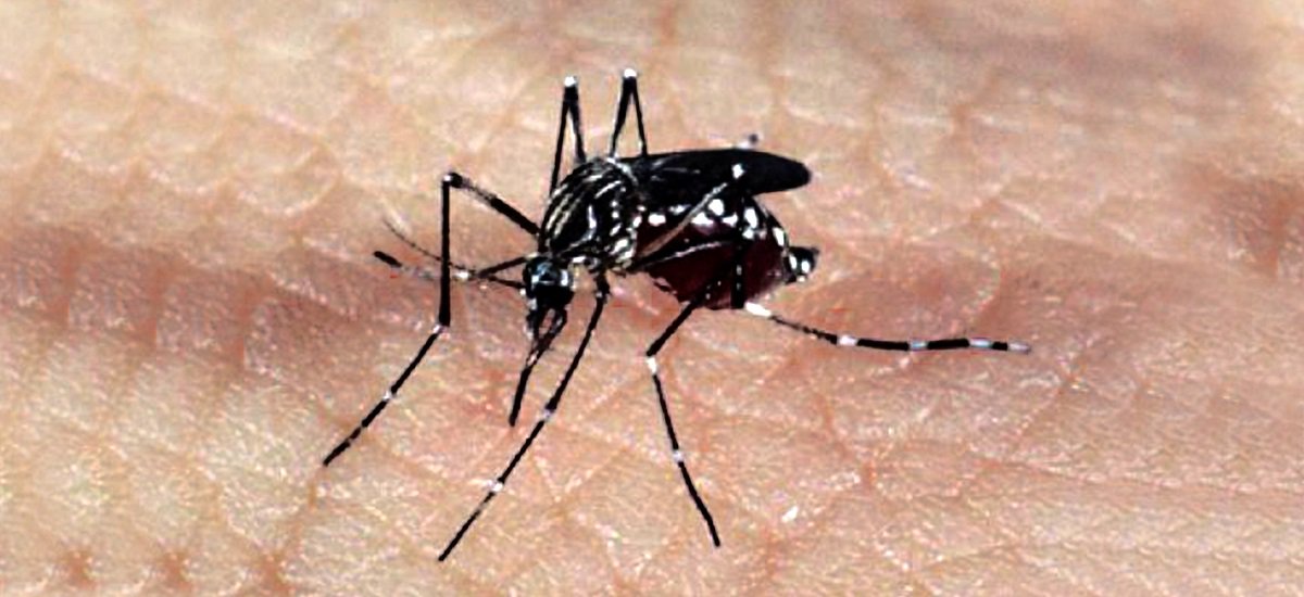 Mosquito Aedes aegypti, responsável pela transmissão dos vírus da dengue, febre chikungunya e Zika (Foto: Fatima 247) Mosquito Aedes aegypti, responsável pela transmissão dos vírus da dengue, febre chikungunya e Zika