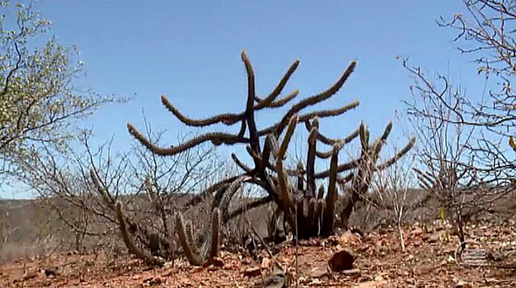 O governo do estado, por meio da Secretaria de Desenvolvimento Rural (SDR), assina nesta segunda-feira (29), 30 Termos de Colaboração, no âmbito do projeto Viva o Semiárido, co-financiado pelo Fundo Internacional de Desenvolvimento Agrícola (FIDA), uma agência das ONU; serão de R$ 7 milhões destinados a planos de investimentos produtivos (PIPs) que contemplarão mais de mil famílias de 23 municípios do semiárido piauiense (Foto: Leonardo Lucena) O governo do estado, por meio da Secretaria de Desenvolvimento Rural (SDR), assina nesta segunda-feira (29), 30 Termos de Colaboração, no âmbito do projeto Viva o Semiárido, co-financiado pelo Fundo Internacional de Desenvolvimento Agrícola (FIDA), uma agência das ONU; serão de R$ 7 milhões destinados a planos de investimentos produtivos (PIPs) que contemplarão mais de mil famílias de 23 municípios do semiárido piauiense