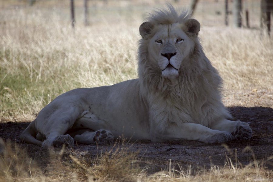 Um caçador foi devorado por leões nas proximidades do Parque Kruger, na África do Sul, informaram as autoridades locais; segundo a polícia, sobraram apenas algumas partes do corpo do homem. Os vestígios foram encontrados no fim de semana na mata num parque particular perto de Hoedspruit, na província de Limpopo, onde leões tem sido perseguidos de maneira crescente nos últimos anos (Foto: Charles Nisz) Um caçador foi devorado por leões nas proximidades do Parque Kruger, na África do Sul, informaram as autoridades locais; segundo a polícia, sobraram apenas algumas partes do corpo do homem. Os vestígios foram encontrados no fim de semana na mata num parque particular perto de Hoedspruit, na província de Limpopo, onde leões tem sido perseguidos de maneira crescente nos últimos anos
