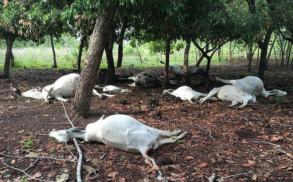 Desde o início do ano, em apenas uma fazenda de Talismã, no Tocantins, 87 animais do rebanho de gado morreram após serem atingidos por tempestades com raios e outros 30 animais foram atingidos em outras fazendas do sul do estado; segundo o coordenador da Defesa Civil em Talismã e Alvorada, João Carlos Lopes, o fato de a região ser plana e alta favorece a incidência de raios (Foto: Charles Nisz) Desde o início do ano, em apenas uma fazenda de Talismã, no Tocantins, 87 animais do rebanho de gado morreram após serem atingidos por tempestades com raios e outros 30 animais foram atingidos em outras fazendas do sul do estado; segundo o coordenador da Defesa Civil em Talismã e Alvorada, João Carlos Lopes, o fato de a região ser plana e alta favorece a incidência de raios