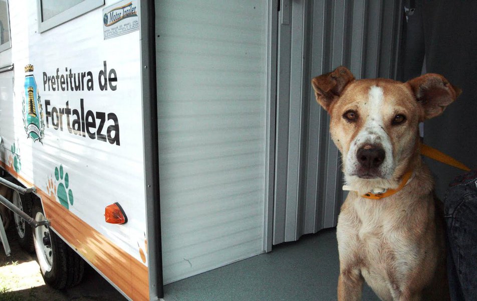 O prefeito Roberto Cláudio (PDT) anuncia hoje (12) um pacote de medidas voltado para a proteção animal em Fortaleza. Entre as ações está a assinatura de decreto que abre seleção para contração temporária de veterinários para o VetMóvel e a realização do programa Virada Animal (Foto: Rodrigo Rocha) O prefeito Roberto Cláudio (PDT) anuncia hoje (12) um pacote de medidas voltado para a proteção animal em Fortaleza. Entre as ações está a assinatura de decreto que abre seleção para contração temporária de veterinários para o VetMóvel e a realização do programa Virada Animal