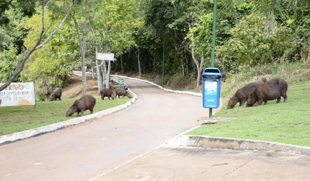 As mortes de dois macacos ocorridas no Parque Cesamar, em Palmas, em menos de uma semana, serão investigadas pelo Laboratório Central do Tocantins e pelo Instituto Evandro Chagas, no Pará; o primeiro animal foi encontrado morto no dia 18 e o segundo, na manhã desta segunda-feira, 22; o Centro de Controle de Zoonoses vai realizar exames para avaliar se há contaminação pelo vírus da febre amarela (Foto: Charles Nisz) As mortes de dois macacos ocorridas no Parque Cesamar, em Palmas, em menos de uma semana, serão investigadas pelo Laboratório Central do Tocantins e pelo Instituto Evandro Chagas, no Pará; o primeiro animal foi encontrado morto no dia 18 e o segundo, na manhã desta segunda-feira, 22; o Centro de Controle de Zoonoses vai realizar exames para avaliar se há contaminação pelo vírus da febre amarela