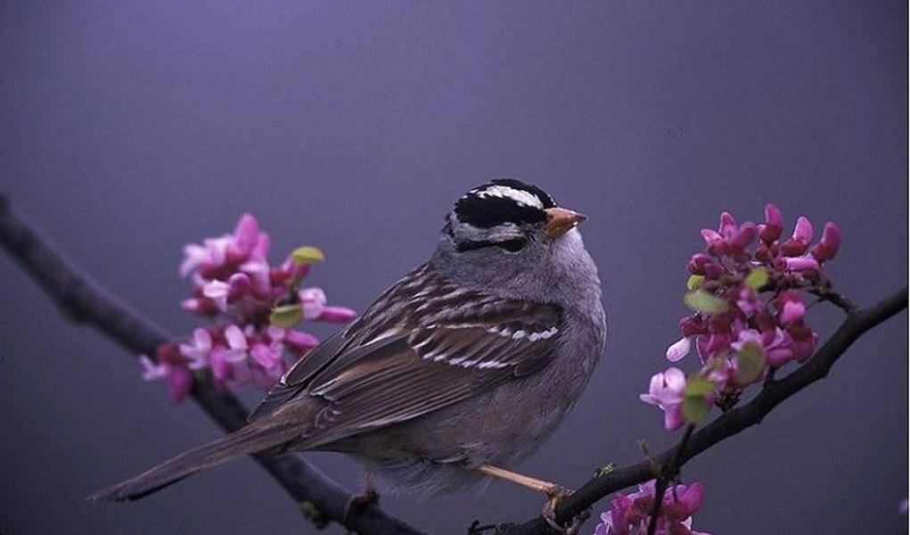 Segundo pesquisas, os agrotóxicos que estão matando e alterando o fluxo migratório de diversas aves são os mesmos que exterminam abelhas no mundo todo, pondo em risco a reprodução vegetal, aponta reportagem da Rede Brasil Atual (Foto: Leonardo Attuch) Segundo pesquisas, os agrotóxicos que estão matando e alterando o fluxo migratório de diversas aves são os mesmos que exterminam abelhas no mundo todo, pondo em risco a reprodução vegetal, aponta reportagem da Rede Brasil Atual