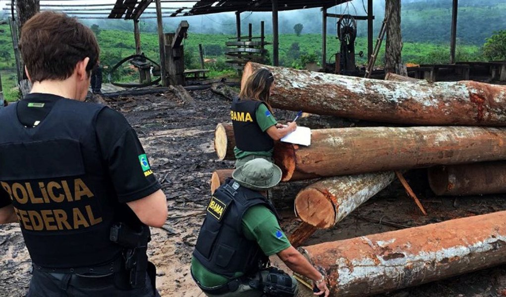 Polícia Federal informou que desmontou um esquema de transporte clandestino de madeira extraída ilegalmente da floresta amazônica destinada a grandes comerciantes madeireiros no Brasil, na Europa e Estados Unido; Operação Arquimedesestá em andamento há mais de um mês e já reteve até o momento 444 contêineres; "O material apreendido até o momento, se colocado de forma linear, cobriria um percurso de 1.500 quilômetros, o que equivaleria à distância entre Brasília e Belém, aproximadamente", disse a Polícia Federal (Foto: Paulo Emílio) Polícia Federal informou que desmontou um esquema de transporte clandestino de madeira extraída ilegalmente da floresta amazônica destinada a grandes comerciantes madeireiros no Brasil, na Europa e Estados Unido; Operação Arquimedesestá em andamento há mais de um mês e já reteve até o momento 444 contêineres; "O material apreendido até o momento, se colocado de forma linear, cobriria um percurso de 1.500 quilômetros, o que equivaleria à distância entre Brasília e Belém, aproximadamente", disse a Polícia Federal