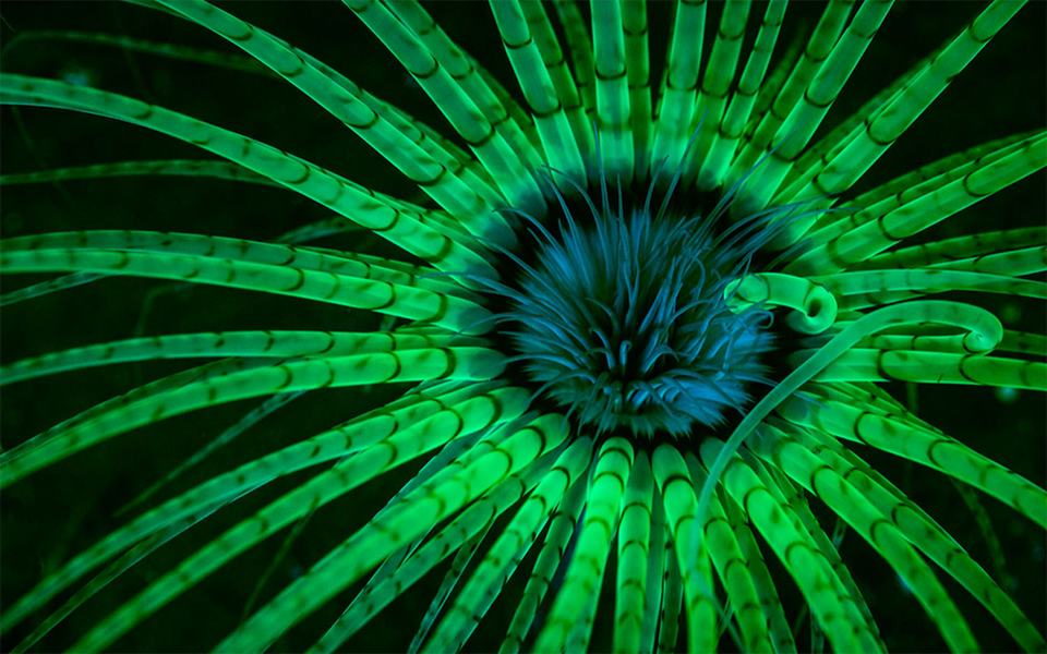 A National Geographic anunciou os vencedores da edição de 2017 do concurso anual Nature Photographer of the Year. O grande destaque vai para o fotógrafo de Singapura Jayaprakash Joghee Bojan. Ele vai receber um prêmio de 7.500 dólares pela fotografia que tirou de um orangotango macho na ilha de Bornéu, no sudeste asiático – território dividido pelos estados do Brunei, Malásia e Indonésia. O concurso recebeu mais de 11 mil imagens e distinguiu as melhores de quatro categorias: vida selvagem, paisagem, fotografia aérea e subaquática. (Foto: Luis Pellegrini)
A National Geographic anunciou os vencedores da edição de 2017 do concurso anual Nature Photographer of the Year. O grande destaque vai para o fotógrafo de Singapura Jayaprakash Joghee Bojan. Ele vai receber um prêmio de 7.500 dólares pela fotografia que tirou de um orangotango macho na ilha de Bornéu, no sudeste asiático – território dividido pelos estados do Brunei, Malásia e Indonésia. O concurso recebeu mais de 11 mil imagens e distinguiu as melhores de quatro categorias: vida selvagem, paisagem, fotografia aérea e subaquática.