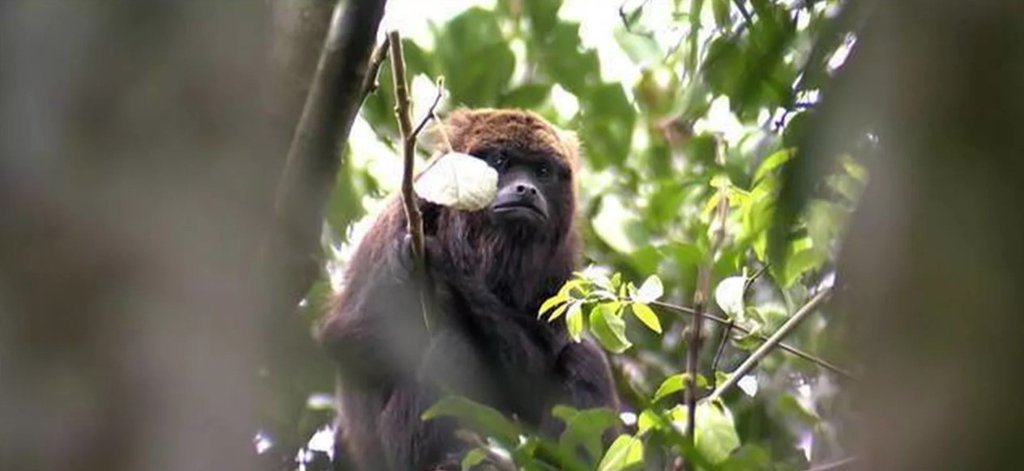 A secretaria estadual de Saúde fechou, a partir desta terça-feira (23), o zoológico de São Paulo, o Zoo Safari e o Jardim Botânico, após um macaco bugio ter sido encontrado morto na região do zoológico; o animal morreu por febre amarela, de acordo com exames feitos no primata; a OMS passou a considerar todo o estado de São Paulo como área de risco de febre amarela (Foto: Leonardo Lucena) A secretaria estadual de Saúde fechou, a partir desta terça-feira (23), o zoológico de São Paulo, o Zoo Safari e o Jardim Botânico, após um macaco bugio ter sido encontrado morto na região do zoológico; o animal morreu por febre amarela, de acordo com exames feitos no primata; a OMS passou a considerar todo o estado de São Paulo como área de risco de febre amarela