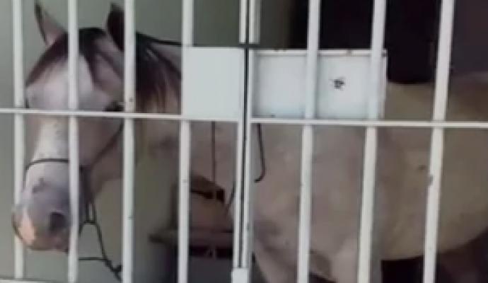 Trata-se de um animal trancafiado em uma cela; não digo numa sela, mas numa cela. No xilindró, para ser mais preciso (Foto: Lelê Teles) Trata-se de um animal trancafiado em uma cela; não digo numa sela, mas numa cela. No xilindró, para ser mais preciso