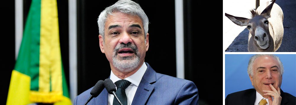 Líder da oposição no Senado, Humberto Costa (PT-PE) criticou duramente o governo Michel Temer por querer alterar às pressas as regras da Previdência, prejudicando aposentados e pensionistas com o aumento da mínima, fim do regime previdenciário próprio dos servidores públicos, elevação do tempo de contribuição, dentre outras medidas; "Afogado em denúncias, asfixiado pela rejeição popular e com uma base mantida à custa do saque do dinheiro do brasileiro, esse presidente golpista insiste em aprovar uma reforma que vai destruir a segurança de uma velhice tranquila. É um governo de asnos, jericos e jumentos, a começar pelo presidente da República", afirma. "E quero aqui, aliás, me desculpar com esses animais, que não merecem esse tipo de comparação", disparou (Foto: Paulo Emílio) Líder da oposição no Senado, Humberto Costa (PT-PE) criticou duramente o governo Michel Temer por querer alterar às pressas as regras da Previdência, prejudicando aposentados e pensionistas com o aumento da mínima, fim do regime previdenciário próprio dos servidores públicos, elevação do tempo de contribuição, dentre outras medidas; "Afogado em denúncias, asfixiado pela rejeição popular e com uma base mantida à custa do saque do dinheiro do brasileiro, esse presidente golpista insiste em aprovar uma reforma que vai destruir a segurança de uma velhice tranquila. É um governo de asnos, jericos e jumentos, a começar pelo presidente da República", afirma. "E quero aqui, aliás, me desculpar com esses animais, que não merecem esse tipo de comparação", disparou