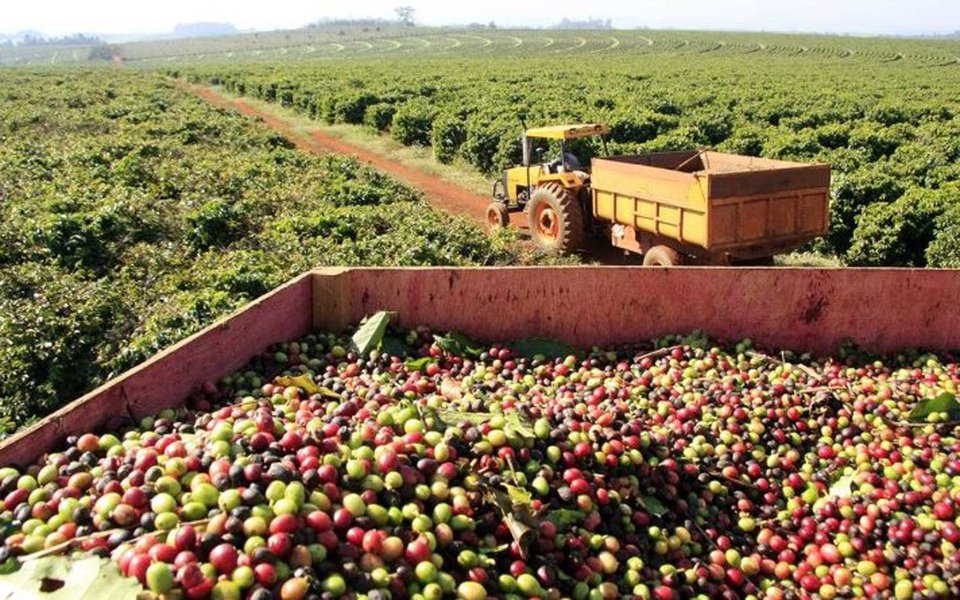 As exportações do agronegócio mineiro totalizaram US$ 6 bilhões no período de janeiro a setembro deste ano, com crescimento de 11% em relação ao mesmo período do ano passado; o segmento contribuiu com 31% do total da pauta mineira de exportações no período; o café, principal produto da pauta de exportações do agronegócio, representou 41,3% do valor total exportado pelo segmento no período de janeiro a setembro; os dados foram analisados pela Secretaria de Agricultura, Pecuária e Abastecimento (Seapa) com base nas informações do Ministério de Desenvolvimento, Indústria e Comércio Exterior (MDIC) (Foto: Leonardo Lucena) As exportações do agronegócio mineiro totalizaram US$ 6 bilhões no período de janeiro a setembro deste ano, com crescimento de 11% em relação ao mesmo período do ano passado; o segmento contribuiu com 31% do total da pauta mineira de exportações no período; o café, principal produto da pauta de exportações do agronegócio, representou 41,3% do valor total exportado pelo segmento no período de janeiro a setembro; os dados foram analisados pela Secretaria de Agricultura, Pecuária e Abastecimento (Seapa) com base nas informações do Ministério de Desenvolvimento, Indústria e Comércio Exterior (MDIC)