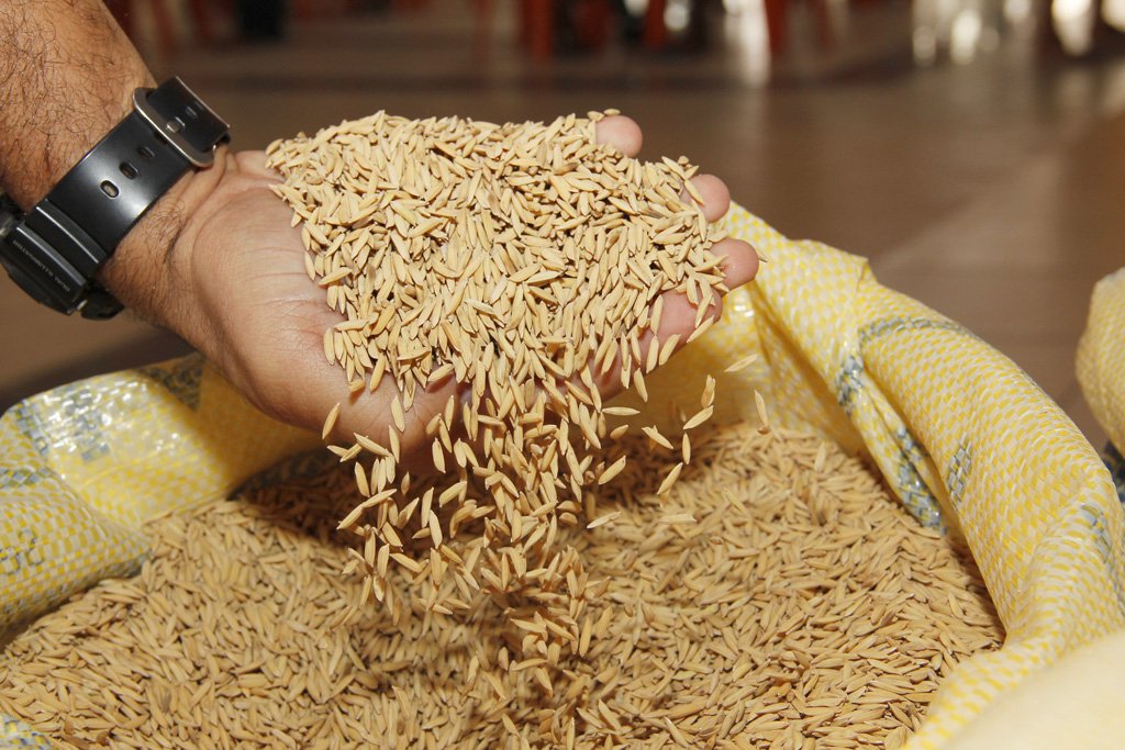 Segundo dados do IBGE, a produção sergipana do mês de julho em relação ao mesmo anterior registrou um aumento em 30,7%. Quando comparado com a safra de 2016, o resultado foi ainda maior: 63,7% (Foto: Gisele Federicce) Segundo dados do IBGE, a produção sergipana do mês de julho em relação ao mesmo anterior registrou um aumento em 30,7%. Quando comparado com a safra de 2016, o resultado foi ainda maior: 63,7%