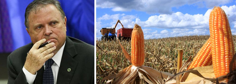 A Amaggi, empresa da família do ministro da Agricultura, Blairo Maggi, adquiriu cerca de 70% do subsídio leiloado no Prêmio de Escoamento do Produto (PEP) para subvencionar o transporte de milho, segundo dados da Companhia Nacional de Abastecimento (Conab) vistos pela Reuters; a empresa, uma das maiores do agronegócio da América Latina, arrematou prêmios para apoiar o transporte de cerca de 730 mil toneladas de milho até dia 13 de julho, de um total de pouco mais de 1 milhão de toneladas negociadas em leilões desde 4 de maio, quando o governo federal iniciou o programa (Foto: Gisele Federicce) A Amaggi, empresa da família do ministro da Agricultura, Blairo Maggi, adquiriu cerca de 70% do subsídio leiloado no Prêmio de Escoamento do Produto (PEP) para subvencionar o transporte de milho, segundo dados da Companhia Nacional de Abastecimento (Conab) vistos pela Reuters; a empresa, uma das maiores do agronegócio da América Latina, arrematou prêmios para apoiar o transporte de cerca de 730 mil toneladas de milho até dia 13 de julho, de um total de pouco mais de 1 milhão de toneladas negociadas em leilões desde 4 de maio, quando o governo federal iniciou o programa