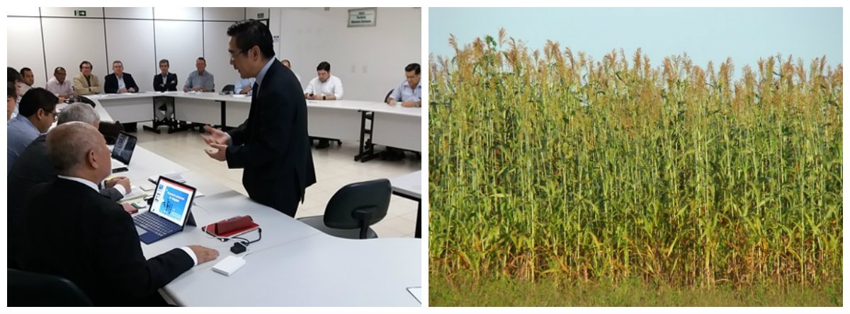 Encontro entre representantes de uma empresa japonesa e técnicos da Secretaria de Agricultura de Alagoas, decidiu pela criação de um grupo de apoio para os projetos de pesquisas com materiais do sorgo, que serão desenvolvidas pelos japoneses; ainda este ano, começam a ser implantadas três áreas com materiais de experimento de sorgo em áreas produtivas de cana de açúcar (Foto: Voney Malta) Encontro entre representantes de uma empresa japonesa e técnicos da Secretaria de Agricultura de Alagoas, decidiu pela criação de um grupo de apoio para os projetos de pesquisas com materiais do sorgo, que serão desenvolvidas pelos japoneses; ainda este ano, começam a ser implantadas três áreas com materiais de experimento de sorgo em áreas produtivas de cana de açúcar