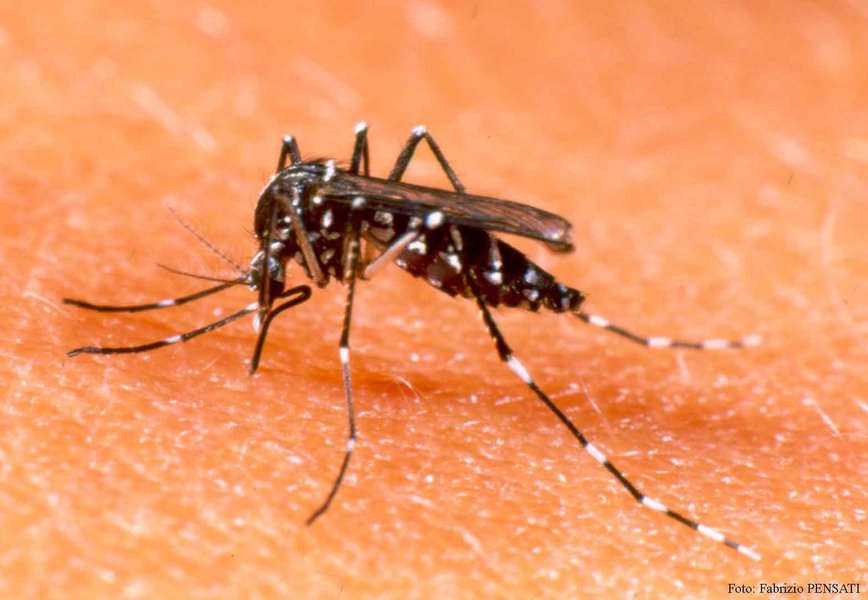 De acordo com boletim da Secretaria de Saúde do Estado, o Ceará registra ocorrência epidêmica de arboviroses, principalmente febre chikungunya. Até agora, são 58.957 casos da doença e 51 mortes. Mais de 80% dos municípios cearenses já tiveram casos confirmados (Foto: Rodrigo Rocha) De acordo com boletim da Secretaria de Saúde do Estado, o Ceará registra ocorrência epidêmica de arboviroses, principalmente febre chikungunya. Até agora, são 58.957 casos da doença e 51 mortes. Mais de 80% dos municípios cearenses já tiveram casos confirmados