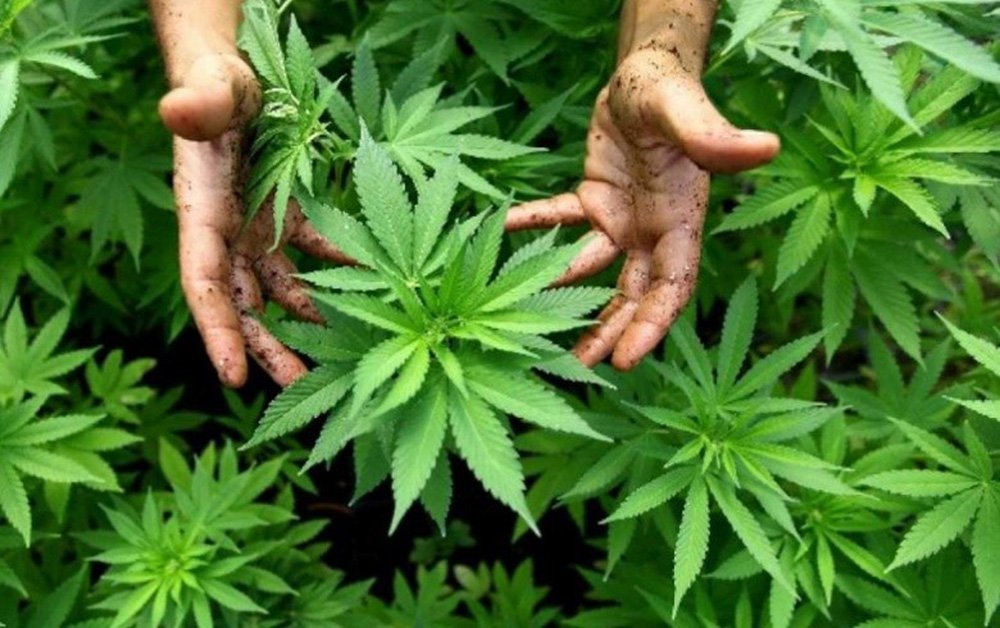 Plantas modificadas geneticamente em laboratórios clandestinos e o uso de venenos nunca testados colocam em risco a saúde de quem faz uso recreativo ou medicinal (Foto: Aquiles Lins) Plantas modificadas geneticamente em laboratórios clandestinos e o uso de venenos nunca testados colocam em risco a saúde de quem faz uso recreativo ou medicinal